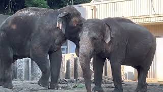 #動物　#インドゾウ　#Indian Elephant    #横浜市立 金沢動物園　2022. 9.25