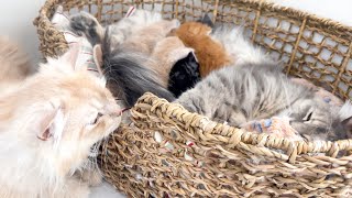 Dad Cat Refuses to Leave Mom Cat with Babies