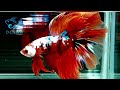 1 12【dc短鯛坊】糖果半月公鬥魚（hmbetta）no.s68【showbetta】@dcasfish