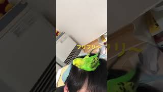 お尻フリフリインコ🦜