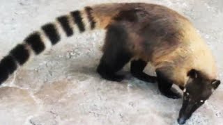 レッサーパンダとワオキツネザルのハイブリッド？ A hybrid between a red panda and a ring-tailed lemur? 【アカハナグマ】葉ッピー動物園1467