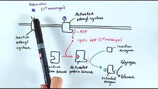 A2 Biology - Action of adrenaline (OCR A Chapter 14.5)