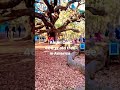 Largest and oldest oak tree near Charleston, South Carolina. #travellingamerica #indianfamilyvlog