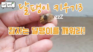 [숲체험, 숲탐구]달팽이 키우기3 - 잠자는 달팽이깨우기