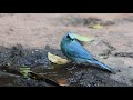 verditer flycatcher