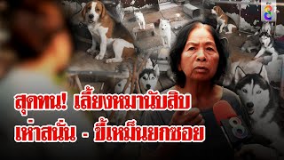 สุดทน! เพื่อนบ้านเลี้ยงหมานับสิบ เห่าสนั่น - กลิ่นขี้เหม็นคลุ้ง | ลุยชนข่าว | 29 ต.ค. 67