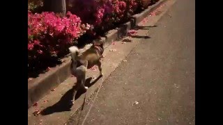 縄文柴犬　久し振りの散歩動画