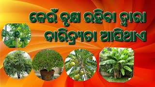 ଘରେ କେଉଁ ବୃକ୍ଷ ରହିବା ଫଳରେ ଘରକୁ ଦାରିଦ୍ର୍ୟ ଆସିଥାଏ/ଧନ ର nasa ହୋଇଥାଏ/vastutips/sadhubani ♥️