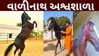 વાળીનાથ અશ્વશાળા || Valinath Horse | Shree Valinath Gaushala and Ashvashala | Remi Ghodi