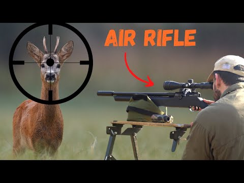 How far can you kill a deer with an air rifle?