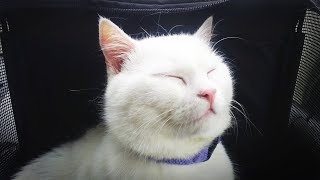 【海外の反応】衝撃！可愛すぎる猫の仕草に世界がメロメロ！仰天の外国人「日本の猫めっちゃかわいい！」【すごい日本】