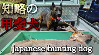 未熟な猟師を助け見事獲物を追い詰める【甲斐犬】ガロ#日本犬 #甲斐犬 #huntingdog #deerhunting#日本犬物語