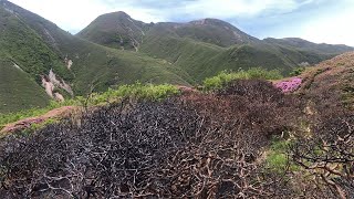 山火事で焼失のミヤマキリシマ再生へ　くじゅう連山