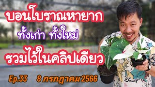 Ep.33 ➡️ 8 กรกฎาคม 2566#บอนเก่าหายาก ทั้งใหม่ทั้งเก่ารวมในคลิปเดียว โทร.098-2650905