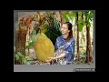 is jackfruit good for diabetes