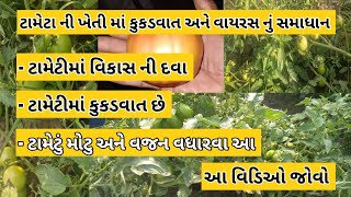 ટામેટી ની ખેતીમાં કુકડવાત અને વાયરસ નું સમાધાન || 7777914480 #ટામેટી_ની_ખેતી