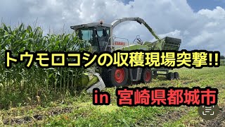 家畜用トウモロコシの収穫現場を見に行ってきた