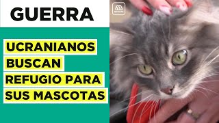 Desplazados ucranianos buscan refugio para sus mascotas