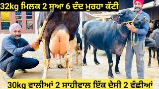 32kg ਮਿਲਕ 2 ਸੂਆ 6 ਦੰਦ ਗੱਬਣ HF ਵੱਛੀ ਇੱਕ ਮੁਰਹਾ#ਕੱਟੀ ਗੱਬਣ 3 ਸਾਹੀਵਾਲ 30kg ਮਿਲਕ ਵਾਲੀ ਸਾਹੀਵਾਲ for sale!!