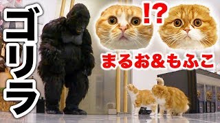 ゴリラの着ぐるみ着てもまるお\u0026もふこと仲良くなれるのか?【モニタリング】