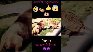 Lion video 😮 #shorts #animals #viral #triger #viralvideo