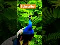 Peacock sound video #peacock #birdsounds #birds #shorts #viral