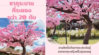 ต้นซากุระบานที่ระยอง กว่า20ต้น | Ramitrees - รมิทรี