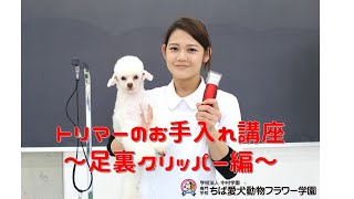 【ちば愛犬プチ講座】トリマーお手入れ講座～足裏クリッパー編～