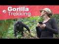 This is What Gorilla Trekking Actually Looks Like in Uganda