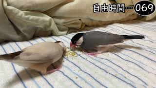 文鳥飼育日記シーズン2第609回目