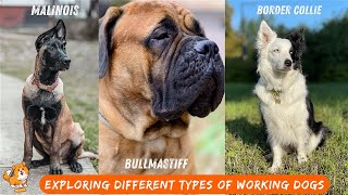 Different Types of Working Dogs | V148 | Dogs | Dog | Dog Videos | Cute Dog | Mr Dog | Dog As A Pet