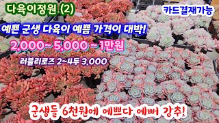 다육이정원 (2) 이럴수가 예쁨주의 가격의 놀람 2,000 ~ 만원 다육이 러블리로즈 라즈베리 핑클루비 에이핑크 양진 아우렌시스 휴밀리스 샤포테