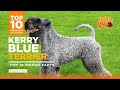 Kerry Blue Terrier - Kerry Blue Terrier Dog Breed - Top 10 facts about the Kerry Blue Terrier