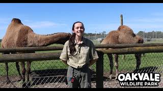 Dromedary camels