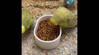 Budgies eating worms || budgies diet || budgies || parakeet