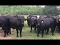 [500] Bred Brangus Heifers