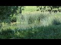 barnack hills u0026 holes walk scenery 1 hour relaxing music ambient background nature video