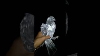 Rat Ko Ajnabi Kabutar Pakda🤔 #03 #shorts  #minivlog #minipetsvlog #kabutar #pigeonvlogs #birdsarea