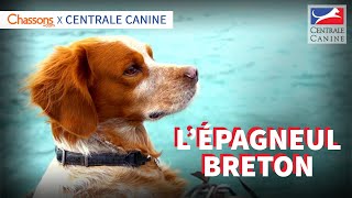 L'ÉPAGNEUL BRETON – Chassons.com x Centrale Canine