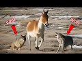 Donkey against Wolf & Leopard attacks | Can Donkey  Protect the Livestock ?