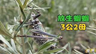 放生自己养大的蝈蝈，3公2母，这座山蝈蝈已经绝迹16年，为什么？