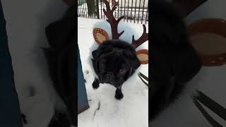 Winter pugs. Зимние мопсы #pug #carlino #мопс