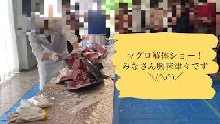 【マグロ解体ショー】50キロ/高知県産/生本マグロ/朝市