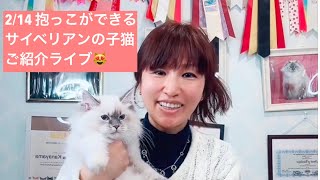 2/14 抱っこができるサイベリアンの子猫ご紹介ライブ😻