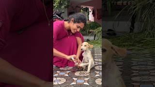 మన family లో కొత్త member🐕#geethanjali #trend #youtubeshorts #yt #pets #petlover #shorts #love