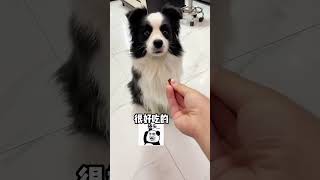 见见：我后悔了！！牛肉粒都吃不上了【边牧见见官方正版】 #萌宠 #pets #宠物生活