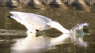 【捕食】池で狩りをするアオサギ