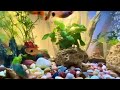 mickey mouse platy fish guppy fish tropical fish aquatic plants