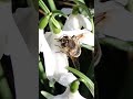 a common dronefly sits on a quivering snowdrop