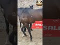 horse lover 💕 fasthorses tophorses horselover horseing ytshorts viralshorts trend